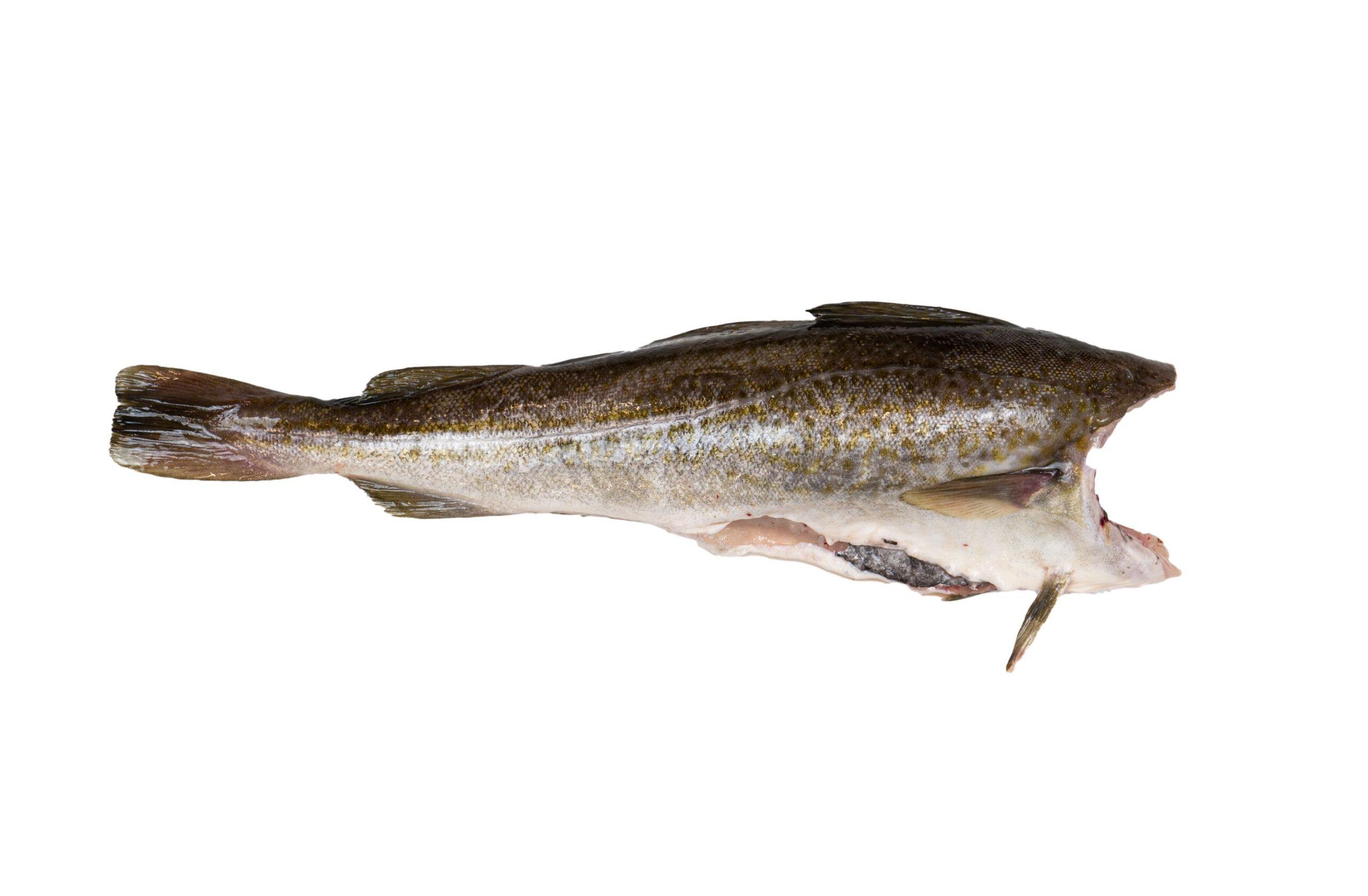 Dorsz bałtycki tusza, 1kg