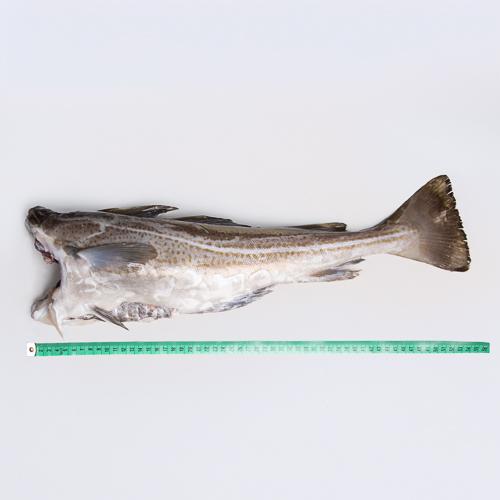 Dorsz atlantycki - tusza - 1kg