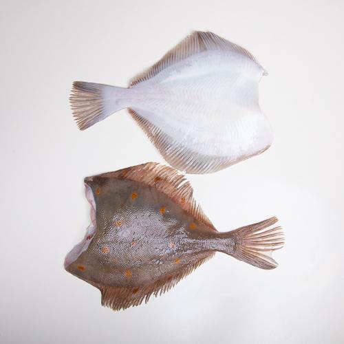 Gładzica bałtycka bez głowy - tusza - 1kg