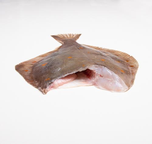 Gładzica bałtycka bez głowy - tusza - 1kg