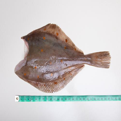 Gładzica bałtycka bez głowy - tusza - 1kg