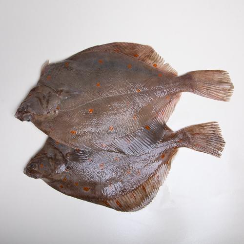 Gładzica bałtycka cała - niepatroszona (200 g+)