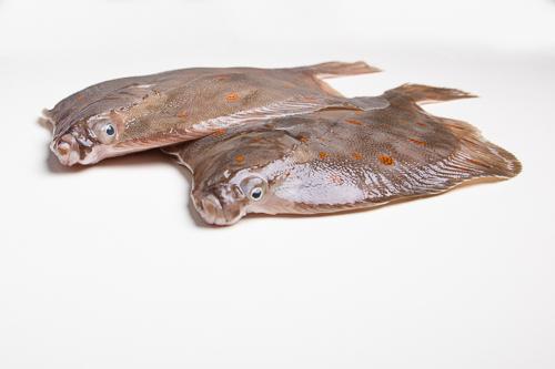 Gładzica bałtycka cała - niepatroszona (200 g+)