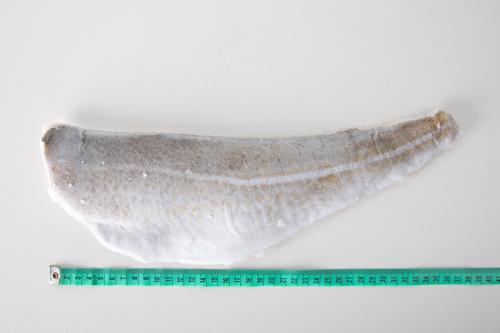 Dorsz atlantycki - filet - produkcja morska (220 - 450 g) - shutterpack