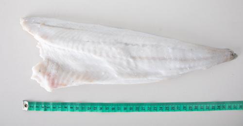 Plamiak - filet (120 - 200 g, 200-300 g, 300-450 g)