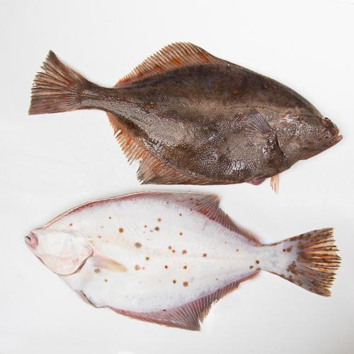 Flądra bałtycka cała - niepatroszona (200 g+)