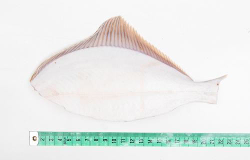 Flądra bałtycka po kołobrzesku (220g+)