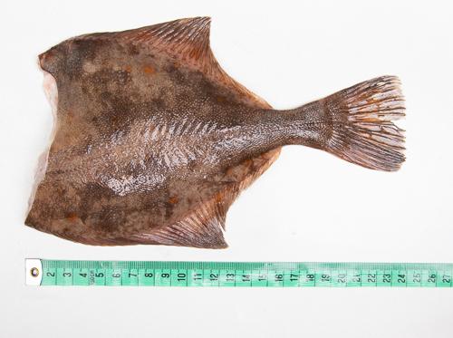 Flądra bałtycka bez głowy - tusza - 1kg
