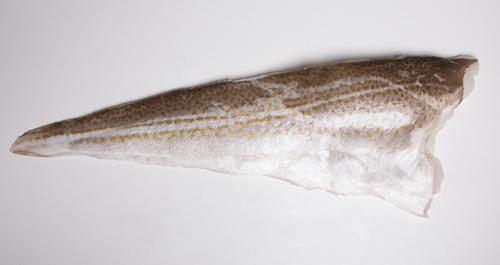 Dorsz atlantycki- filet ze skórą - 1kg