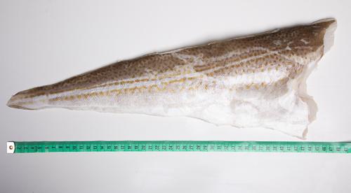 Dorsz atlantycki- filet ze skórą - 1kg