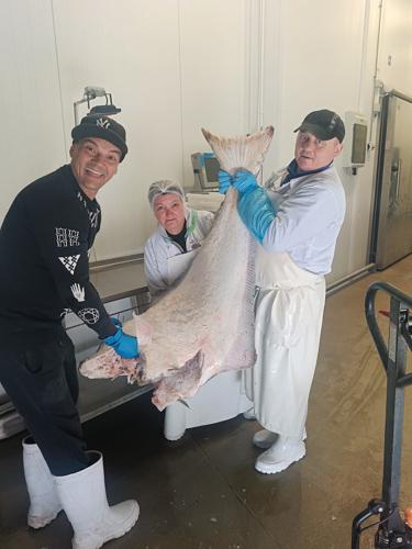Halibut biały (8 - 40 kg) - na specjalne zamówienie