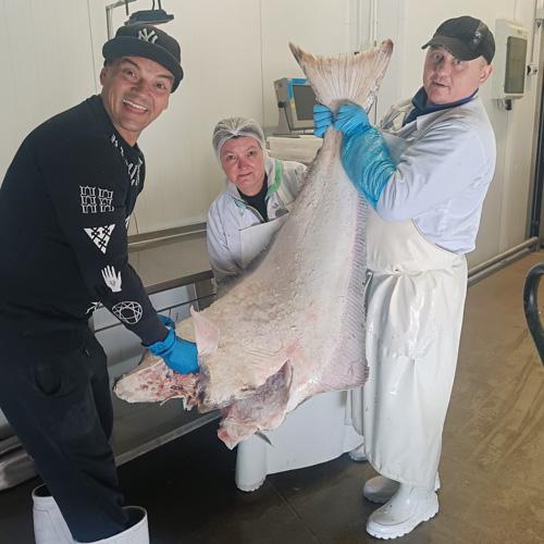 Halibut biały (8 - 40 kg) - na specjalne zamówienie