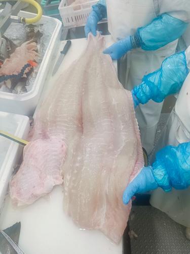 Halibut - produkcja morska (1-2 kg, 2-3 kg)