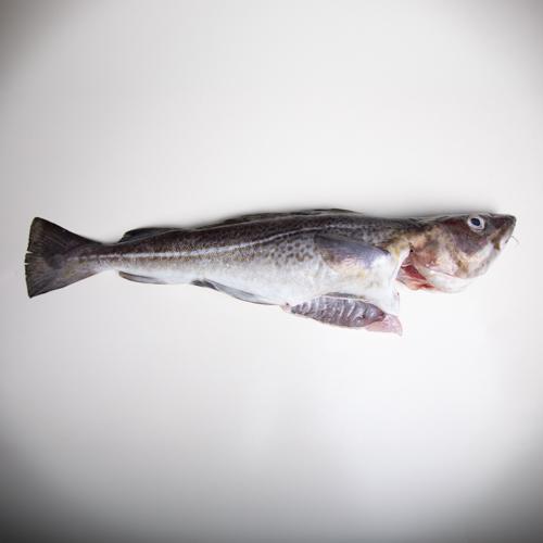 Dorsz bałtycki patroszony z głową - 1 kg