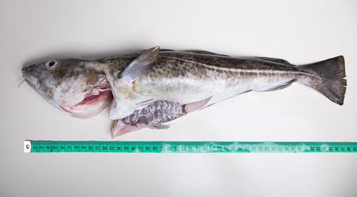 Dorsz bałtycki patroszony z głową - 1 kg