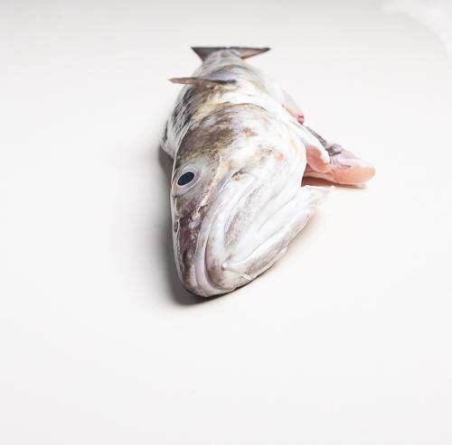 Dorsz bałtycki patroszony z głową - 1 kg