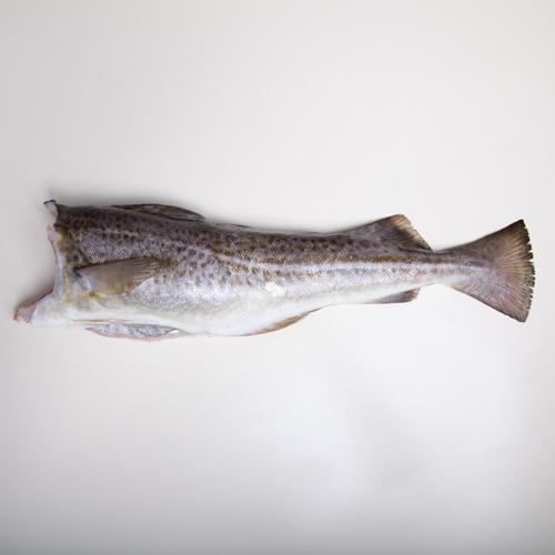 Dorsz bałtycki - tusza - 1kg