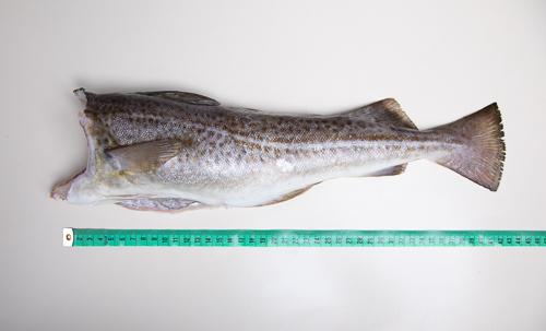 Dorsz bałtycki - tusza - 1kg