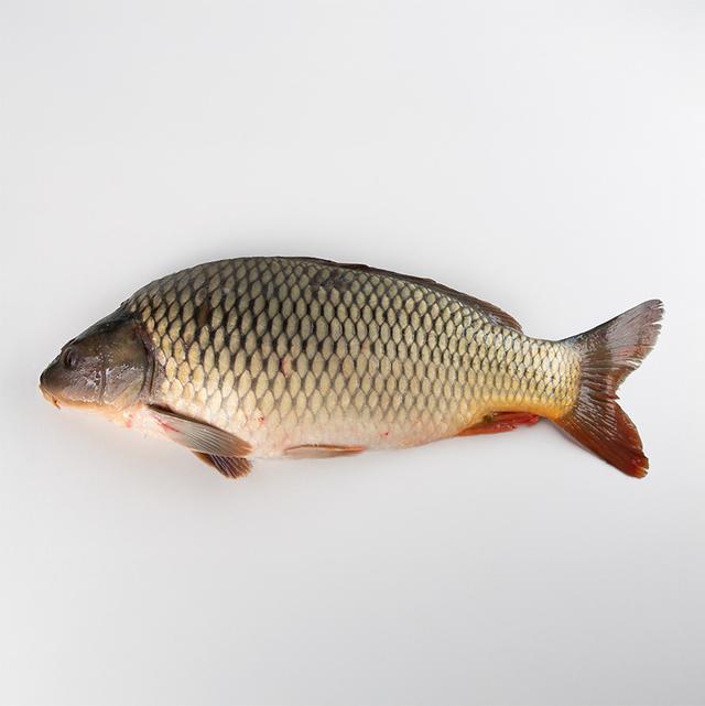 Karp cały