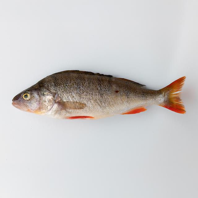 Okoń cały