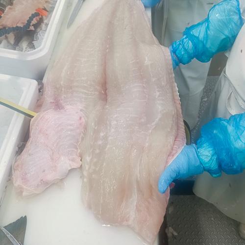 Halibut - produkcja morska (1-2 kg, 2-3 kg)