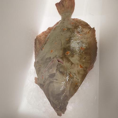 Gładzica atlantycka - Tusza bez głowy (500 g - 1 kg)