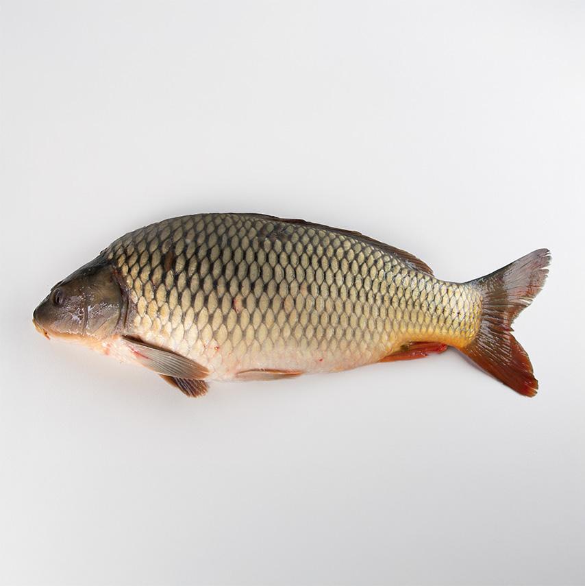 Karp cały