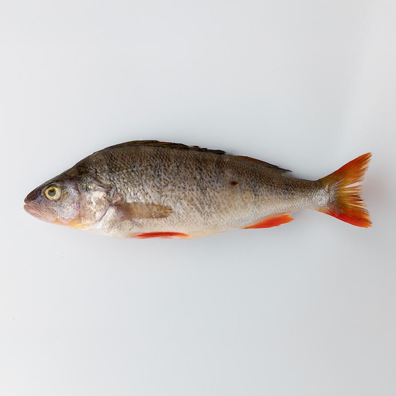 Okoń cały